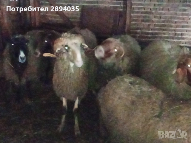 овце и кочове , снимка 3 - Овце - 54628048