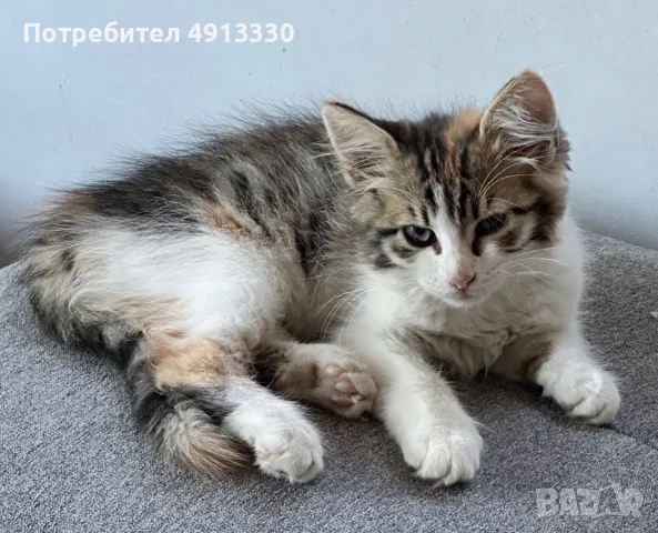 Подарявам 4 котета, снимка 3 - Други - 55600691