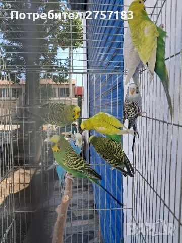 продавам вълнисти папагали, снимка 4 - Папагали - 55421419