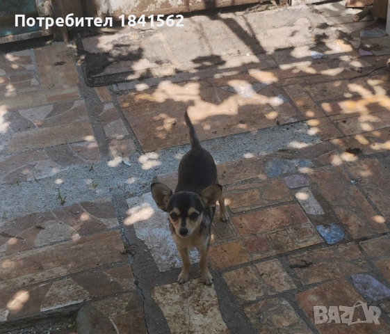 продават се пинчери , снимка 3 - Пинчер - 54679081