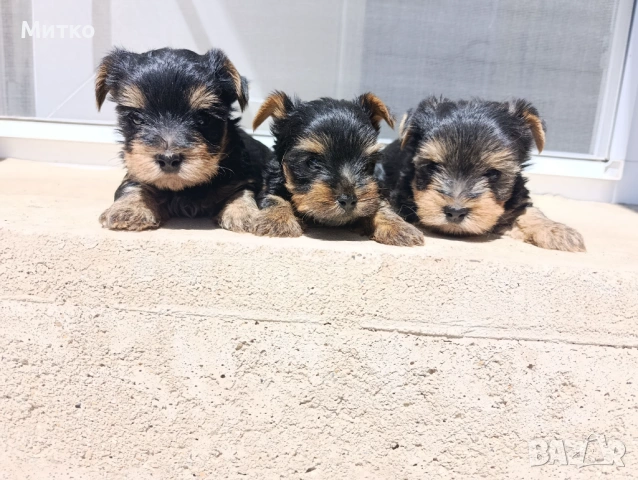 Йоркширски териер 