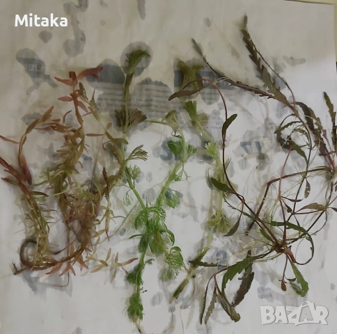 Аквариумни растения , снимка 2 - Оборудване за аквариуми - 54536584