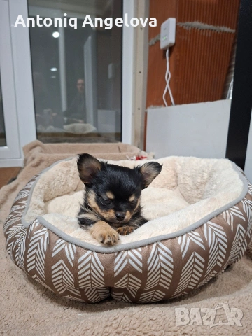 момченце чихуа на два месеца , снимка 2 - Чихуахуа - 54017806