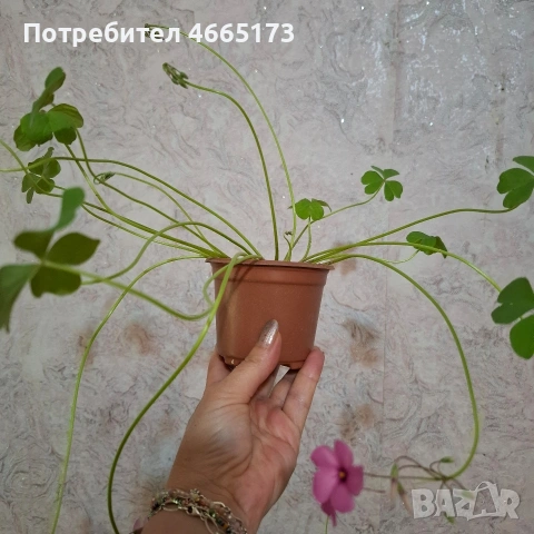 Оксалис /Детелина Бяла и Розова , снимка 18 - Градински цветя и растения - 54510708