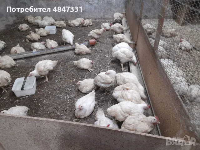 Кокошки  бройлери, снимка 2 - Кокошки и пуйки - 55607717