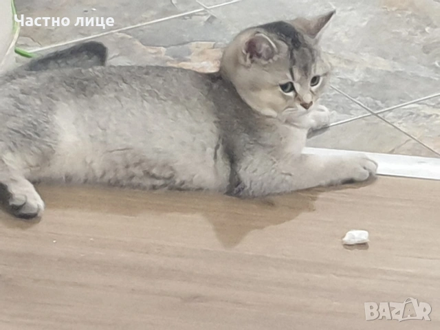 Шотландска късокосместа сребърна чинчила 