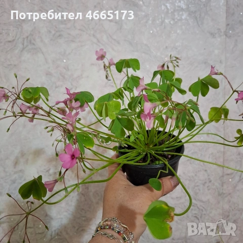 Оксалис/Детелина розова, снимка 5 - Градински цветя и растения - 54378067