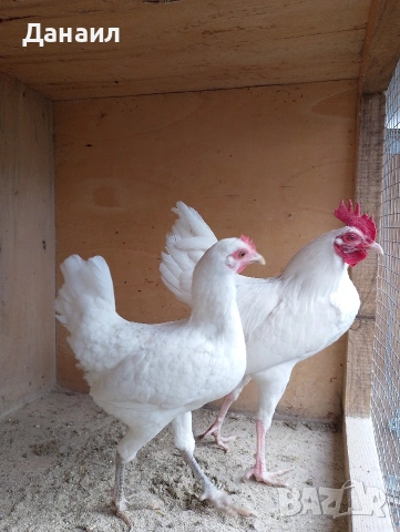 Новоанглийски бойци