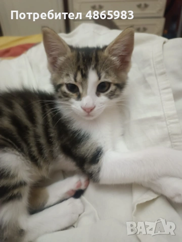 Търсим дом за две прекрасни котенца — братче и сестриче 🐾  Две невероятни котенца (едно мъжко и едн, снимка 6 - Други - 55176348