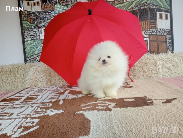 Бели мини Померани. Реални снимки от 04.04.26 г., снимка 3 - Померан - 54058437