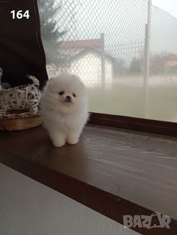 Бели мини Померани. Реални снимки !!!, снимка 2 - Померан - 54010634