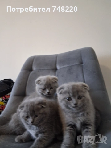 Шотландски клепоухи котета, снимка 11 - Други - 54306641