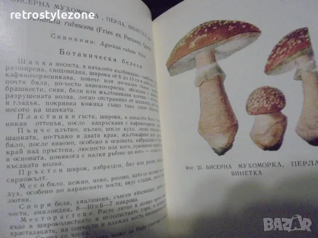 № 8726 Стара книга „Отровните гъби и техните ядливи двойници“  , снимка 4 - Други - 55631389