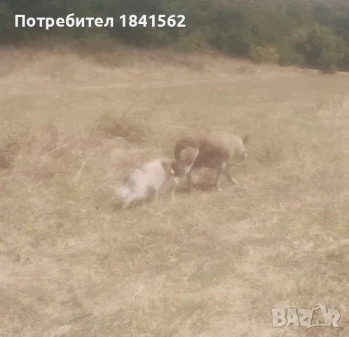 Продават се овчарки, снимка 4 - Бо - 55529537