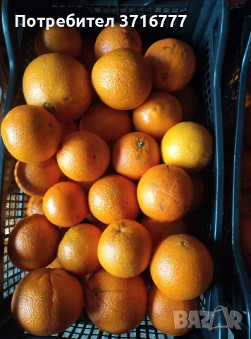 зеленчуци и плодове , снимка 13 - Други стоки за дома - 54265438