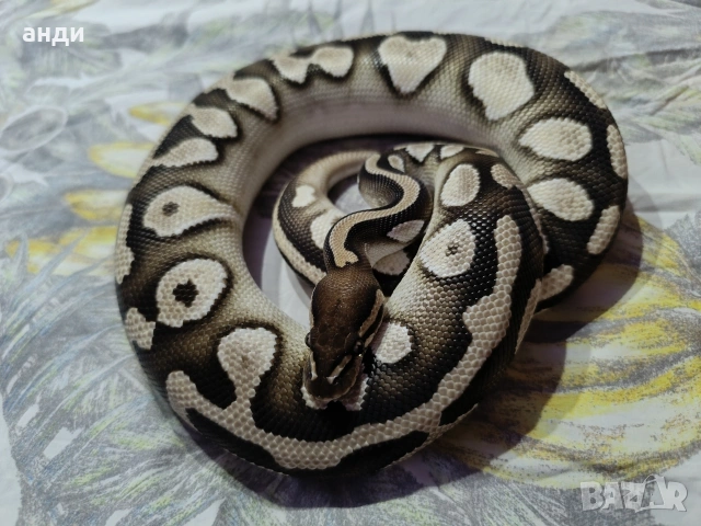 мъжки кралски питон Mojave orange dream , снимка 5 - Змии - 54557965
