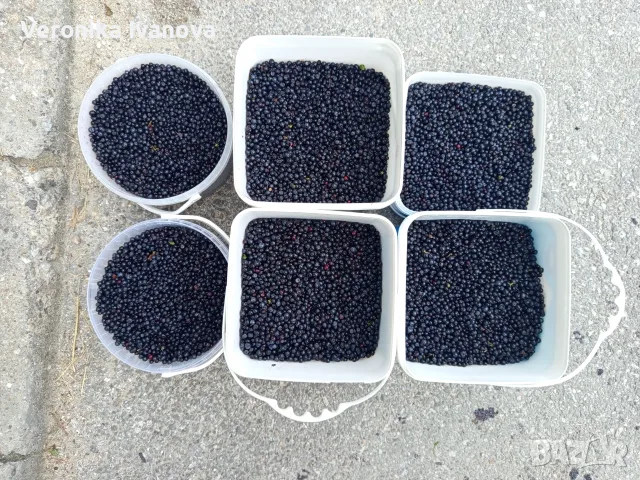 Пресни, черни боровинки от Родопите , снимка 2 - Домашни продукти - 55472334