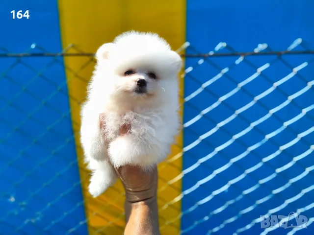 Мъжки и женски Померани. , снимка 3 - Померан - 55422253