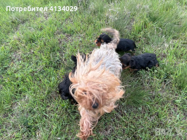 Мини и стандартни Йорки мъжки  родени на 1.03.26 и 3.03.26г, снимка 6 - Йоркширски териер - 53228272