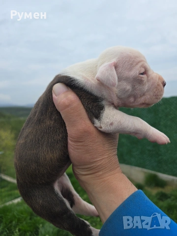 Американски стафордшир териер , снимка 13 - Американски стафордширски териер - 54059702