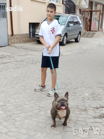 френски булдог , снимка 4 - Френски булдог - 54004406