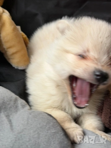 Померан , снимка 2 - Померан - 54074185