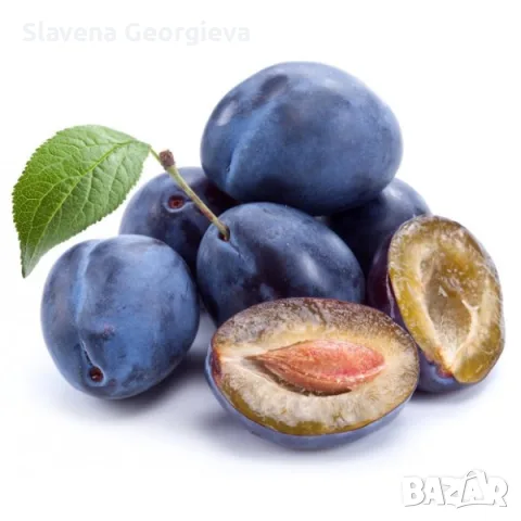 Сини сливи сорт Стенлей 
