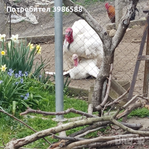 Пуйки, снимка 3 - Кокошки и пуйки - 54385894