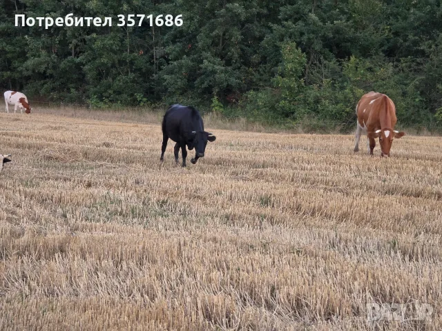 Продавам телета за доугояване , снимка 4 - Крави - 55568353