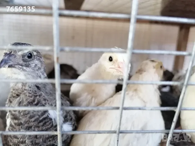 Пъдпъдъци, прясно месо, снимка 6 - Други - 42516806