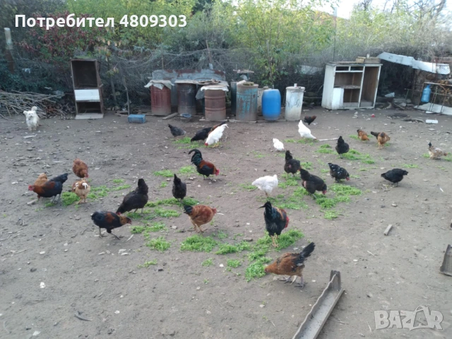 Селски кокошки