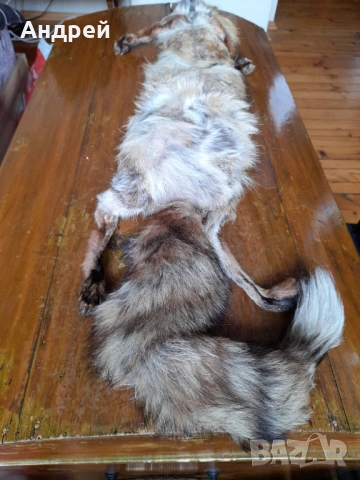 Стара кожа,яка от лисица #2, снимка 5 - Други ценни предмети - 54081281
