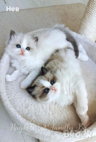 Ragdoll рагдол/регдол  котe / котета, снимка 3 - Други - 51000590