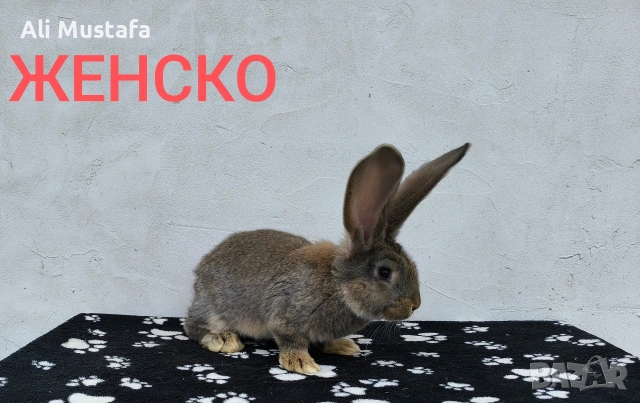 ЗАЙЦИ, снимка 13 - Други - 53465684