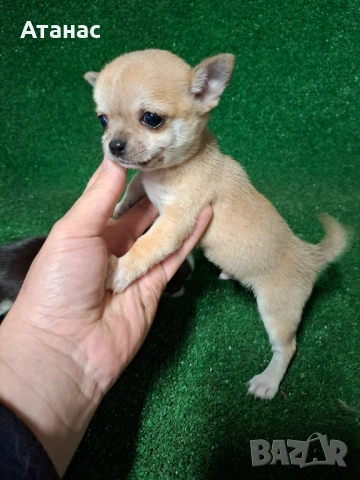 Чихуахуа, снимка 3 - Чихуахуа - 54097152