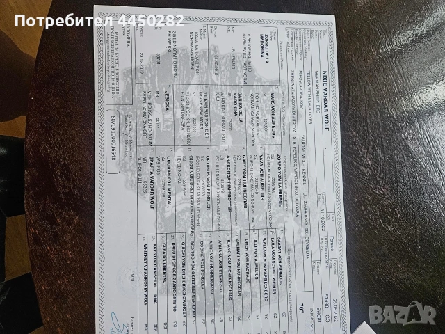 Малки немски овчарки, снимка 8 - Немска овчарка - 55066133