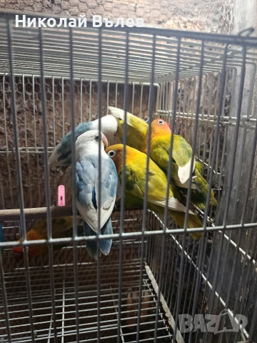 Неразделки , снимка 3 - Папагали - 54333354