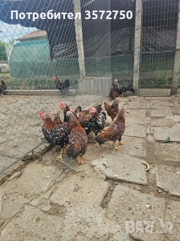 Свободни ярки порцелан на 90 дни, снимка 4 - Кокошки и пуйки - 55136074