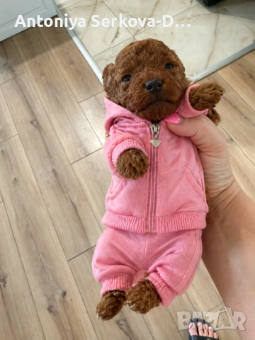 Poodle toy/Пудел Той