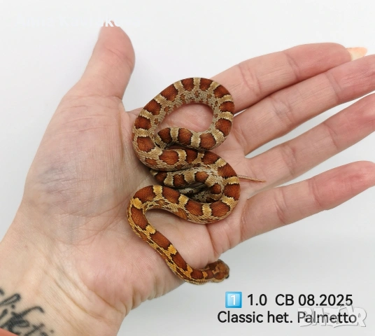 Царевични смоци /царевичен смок 