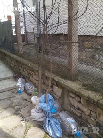 Смокинови фиданки една смокиня облагородена