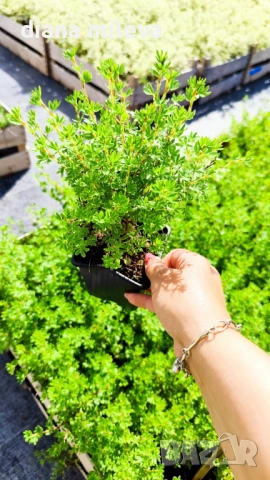 Потентила, Potentilla fruticosa 'Daydawn', студоустойчива и многогодишна, снимка 8 - Градински цветя и растения - 54795646