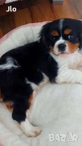 кавалер кинг чарлз шпаньол , снимка 3 - Кавалер кинг чарлз шпаньол - 54053774