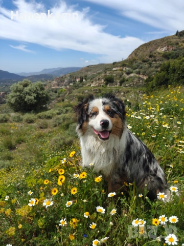 Красив австралийски овчар – мъжки, роден на 01.05.2023, търси нов дом
