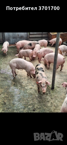 Продавам Малки Прасенца 25кг +