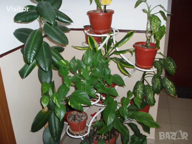 Olympus Camedia Digital C-470 Zoom, снимка 12 - Фотоапарати - 53956178