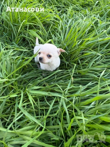 МИНИ ЧИХУАХУА