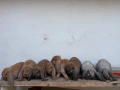 Кочовати Зайци ., снимка 2