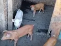 Прасета шест броя, снимка 1