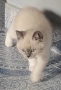 Котета Британска късокосместа , снимка 5